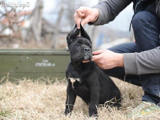 PoulaTo: CANE CORSO